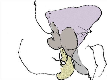 38- OD  CL - SEXE DOS 3