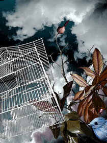 CAGE ET OISEAU 6.jpg