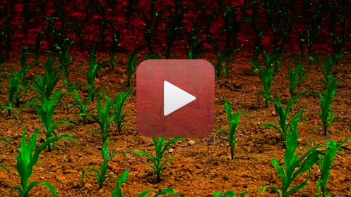 CHAMPSréalisation : Claude Jeanmartmusique : Hélène Sage05 - 2020FILMS DES CONFINSPendant la période de confinement (virus Covid -19 ), impossible de continuer les APSARAS et le dessin en aveugle.Envie d’utiliser toutes les ressources autour de moi, dans la maison, dans le jardin, dans les environs immédiats autorisés, en utilisant la vidéo, à défaut d’autres possibilités. Ce seront donc 20  films de 6 minutes avec des musiques composées spécialement, réalisés entre décembre 2019 et juillet 2020. Un seul thème à la fois traité » picturalement » : pas de scénario écrit, pas de croquis, mais l’œil aux aguets, prises de vues au fur et à mesure de l’émergence des idées, montage direct, et retour fréquent à de nouvelles prises de vue. Multiples versions pour parvenir au résultat final, transmis aux musiciens, qui ont travaillé de la même façon. Sur le site impossible de présenter la totalité des films ni chacun dans son entière durée. Ce sont donc à chaque fois, des réductions à 3 minutes environ.A plusieurs reprises je me suis heurté aux limites de la puissance de mes ordinateurs, j’ai donc renoncé à certains effets pour en inventer d’autres.Ce travail a été très enrichissant, et assez euphorisant.