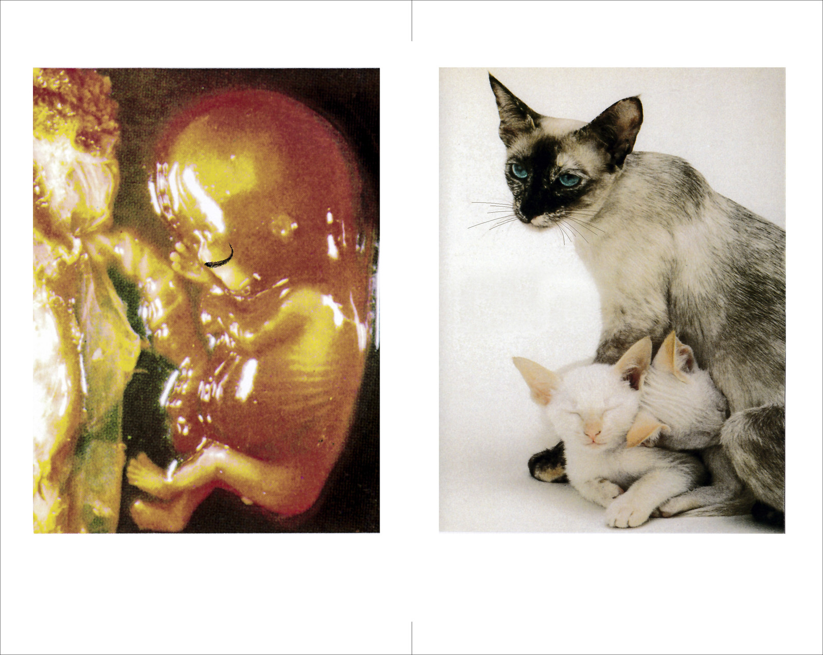 MOUSTACHES DIVINES 11-12.jpg